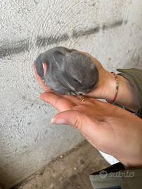 Coniglio ariete nano