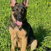 Cuccioli pastore tedesco