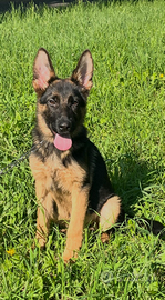 Cuccioli pastore tedesco