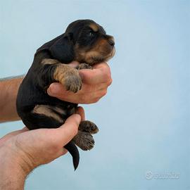 Cuccioli cocker spaniel inglese maschio nerofocato