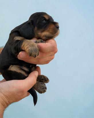 Cuccioli cocker spaniel inglese maschio nerofocato