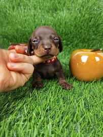Bassotto KANINCHEN E NANO cuccioli Pedigree ENCI
