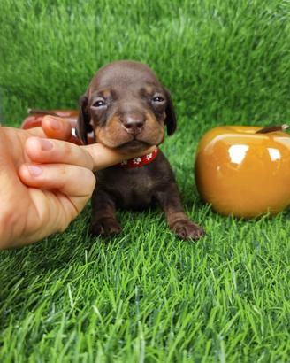 Bassotto KANINCHEN E NANO cuccioli Pedigree ENCI