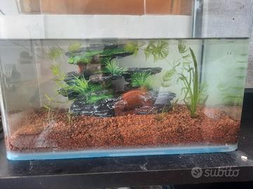 piccolo acquario 