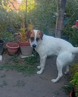 cane incrocio maremmano con cuccia 
