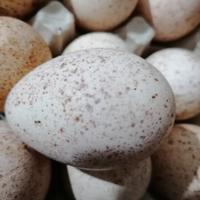 Tacchino ermellinato