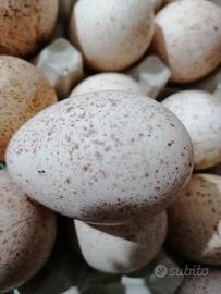 Tacchino ermellinato