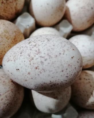 Tacchino ermellinato