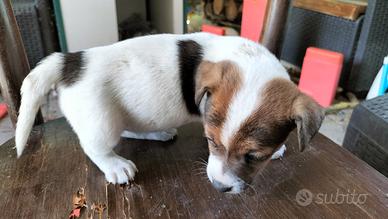 Jack Russell