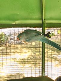 3 Parrocchetti dal collare in blocco