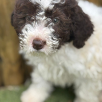 Lagotto romagnolo