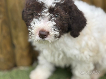 Lagotto romagnolo