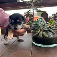 Cuccioli pincher civawa