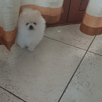 Spitz di Pomerania nano maschio con pedigree