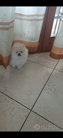 Spitz di Pomerania nano maschio con pedigree