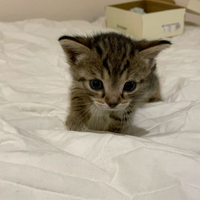 Gatto Bengala siberiano