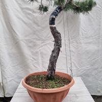 Bonsai pino silvestre