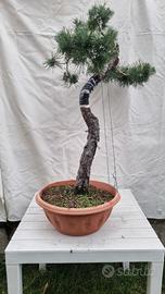 Bonsai pino silvestre
