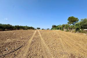 Terreno Agricolo - Partinico