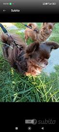Chihuahua cioccolato 4 anni