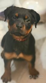 Cuccioli di rottweiler