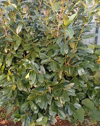 Piante di Lauro/Lauriceraso