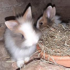 Coniglietto da compagnia Testa di Leone