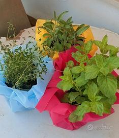 erbe aromatiche 