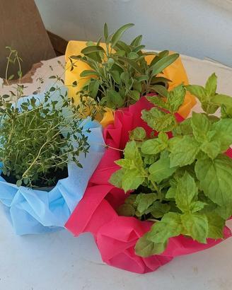 erbe aromatiche 