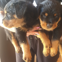 Cuccioli di Rottweiler di alta genealogia