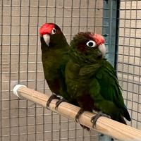 Pappagalli pyrrhura rhodocephala