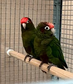 Pappagalli pyrrhura rhodocephala