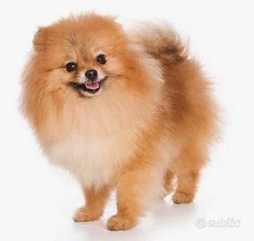 Cucciolo di cane spitz beige omaggio
