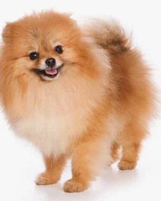 Cucciolo di cane spitz beige omaggio