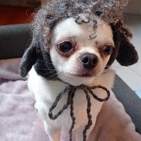 Cappello per chihuahua