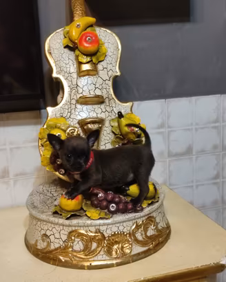 Chihuahua Toy
