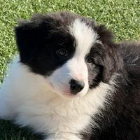 Cuccioli Border Collie con pedigree Enci