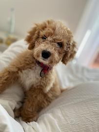 Cucciolo di Maltipoo