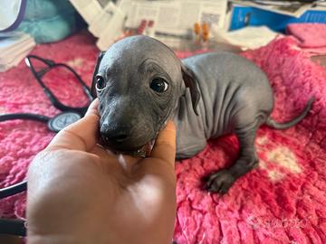 American hairless terrier