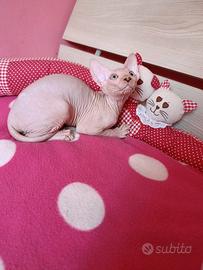 Cucciolo di Canadian sphynx