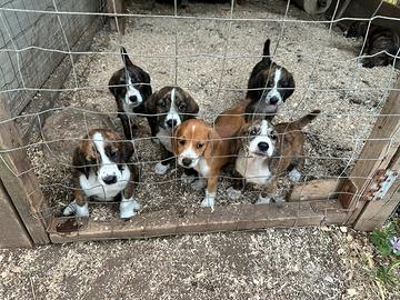Cuccioli segugi maremmani