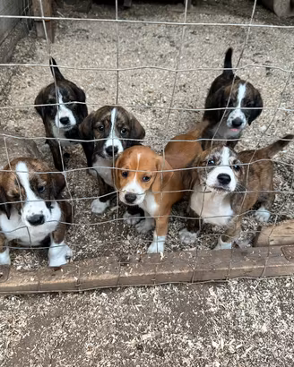 Cuccioli segugi maremmani