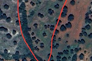 Terreno con olivi secolari