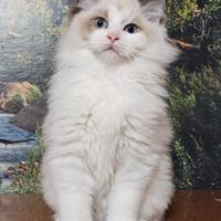 Dolcissima cucciola di Ragdoll