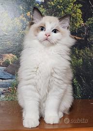 Dolcissima cucciola di Ragdoll