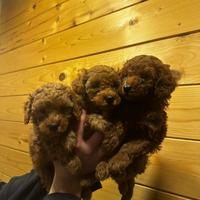 Barboncini toy maschi