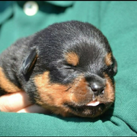 Cuccioli rottweiler zona Eur