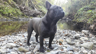 Bulldog Francese Total Blu Per Monte