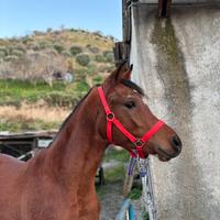 Puledro arabo