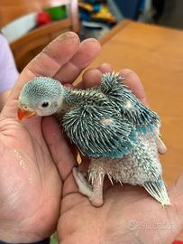 Parrocchetto dal collare cleartail Puri